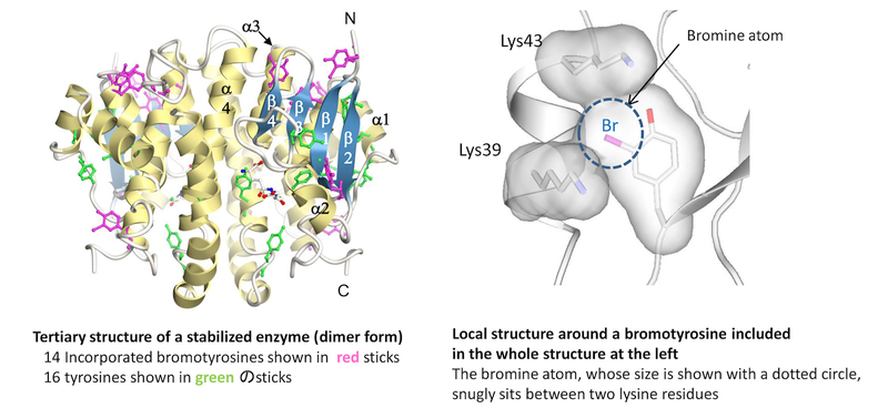 tertiary structure of a stabilized enzyme and the local structure around a bromotyrosine