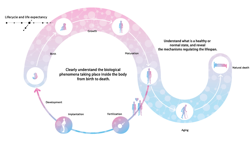 Diagram of human Life cycle