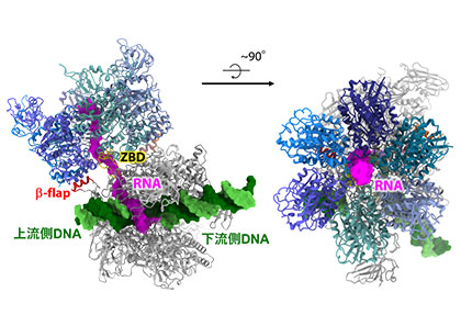 クライオ電子顕微鏡によって明らかになった転写終結因子が結合したRNAポリメラーゼの構造