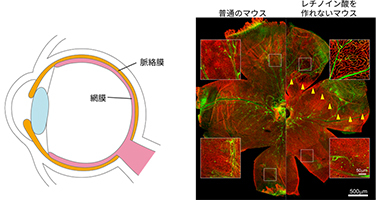 マウスの網膜の写真