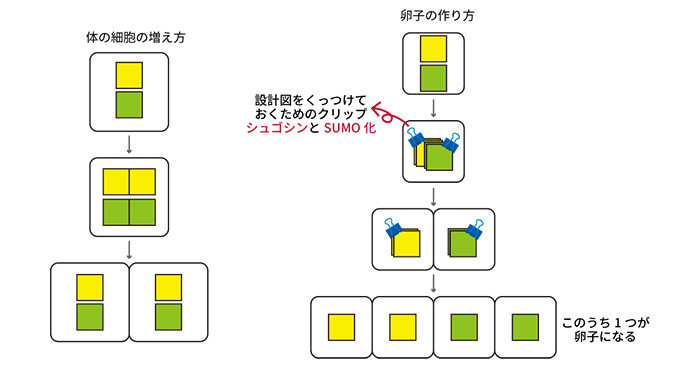 卵子の作り方の図