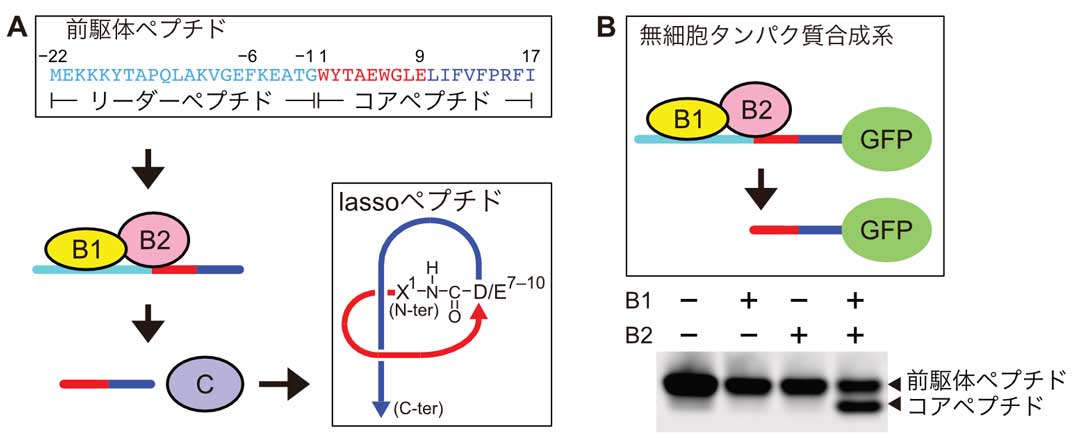 research20220614-fig2J