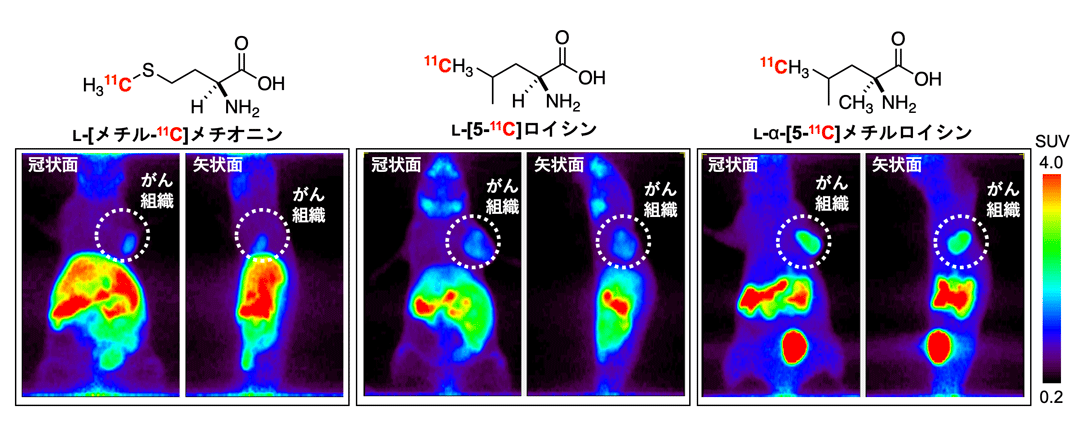 3種の標識体をそれぞれ投与したマウスの投与後30分から60分までの全身PET画像の比較