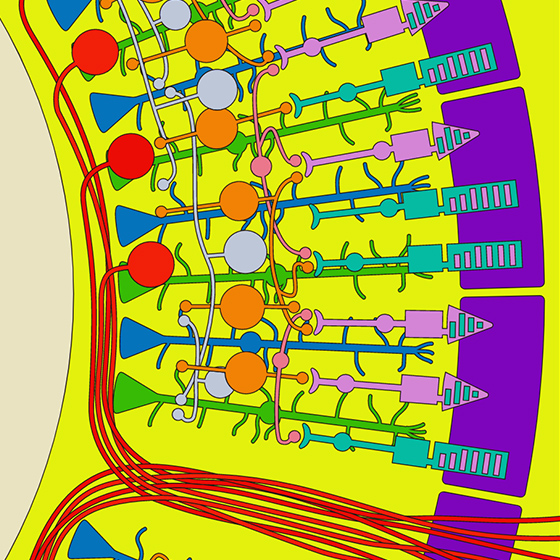 Ikimon coloring of Retina