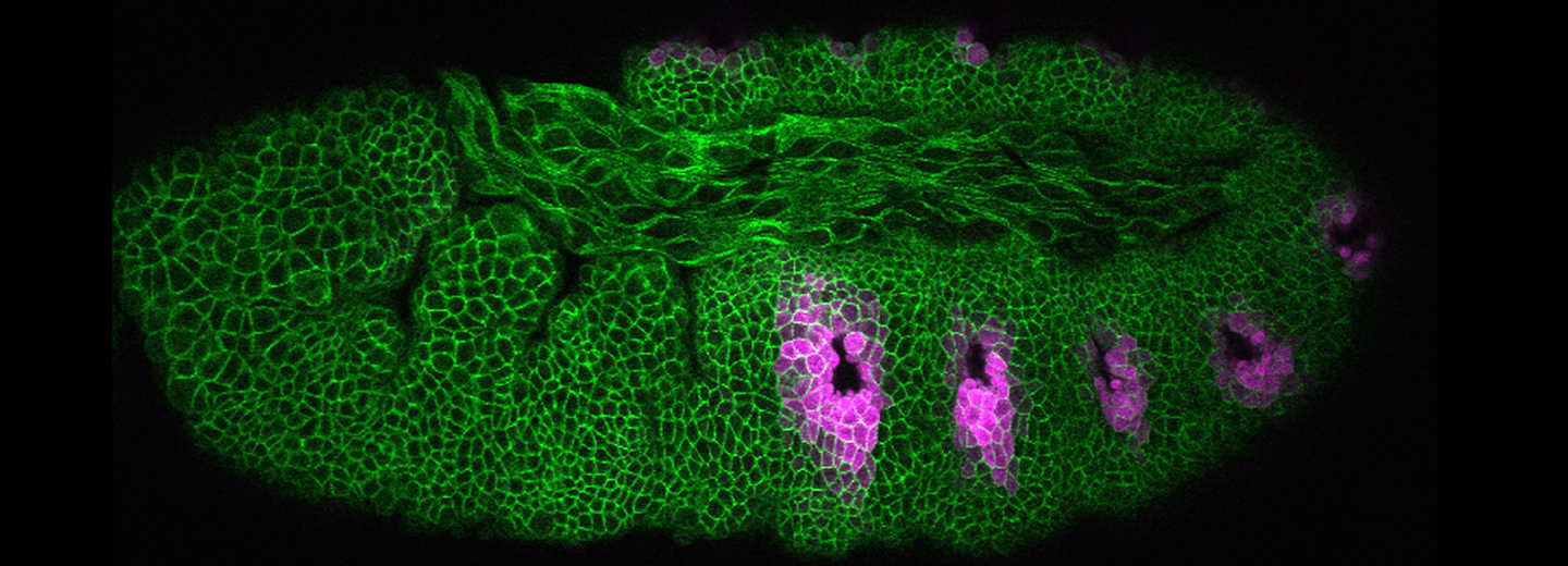 Drosophila embryo