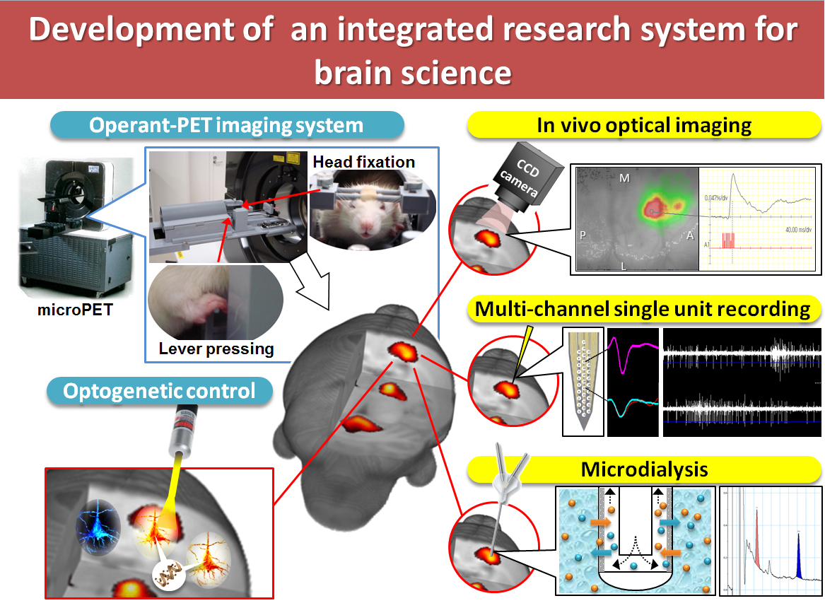 Development of an integrated research system for brain science  