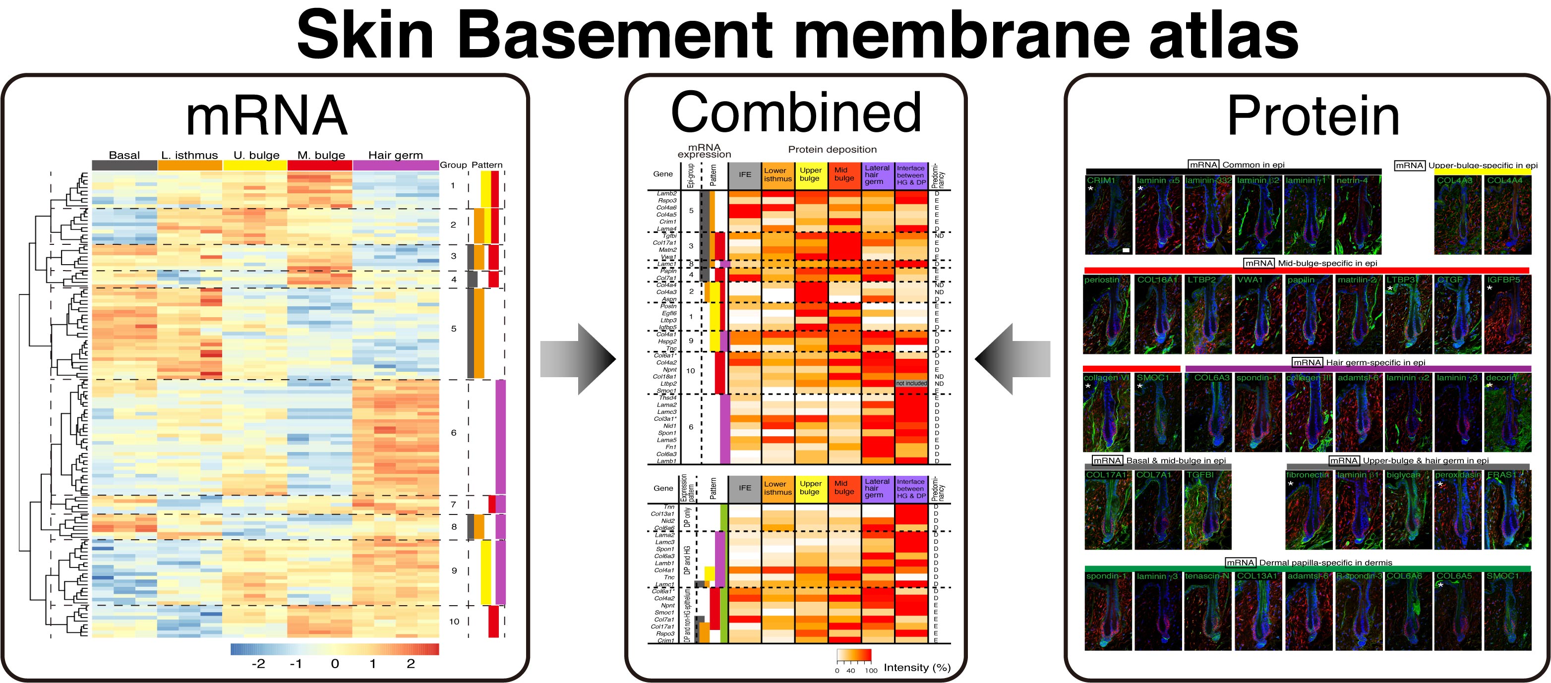 Skin Basement Membrane Atlas