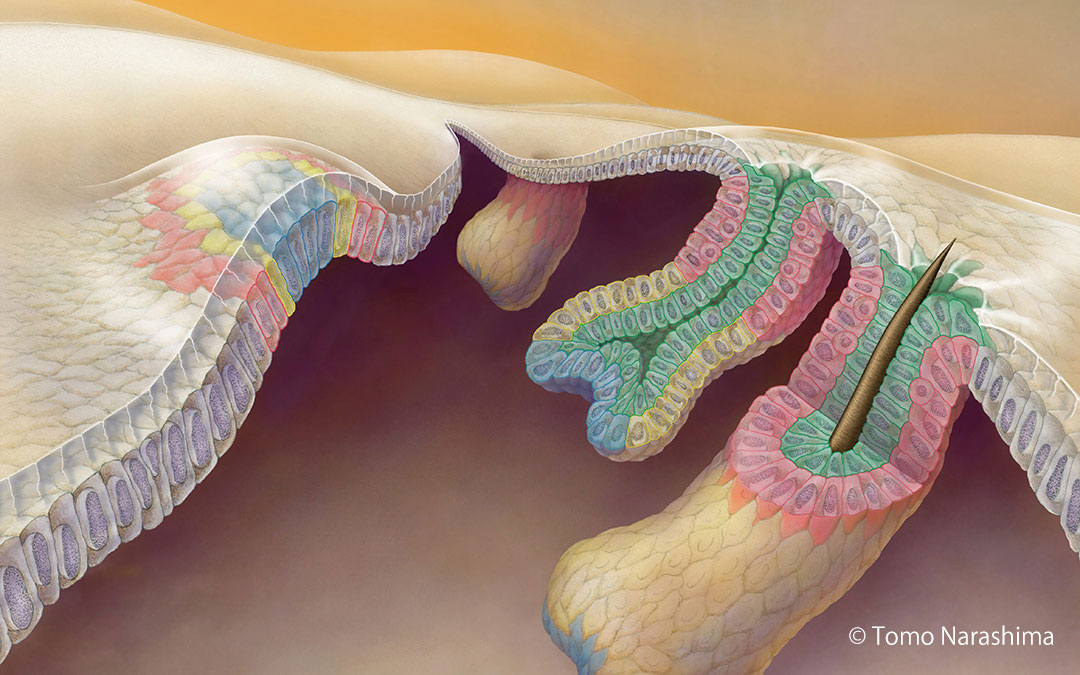 artwork of hair follicles