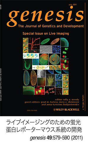 ライブイメージングのための蛍光蛋白レポーターマウス系統の開発