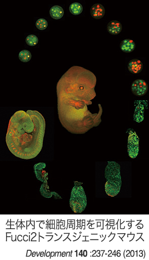 生体内で細胞周期を可視化するFucci2トランスジェニックマウス