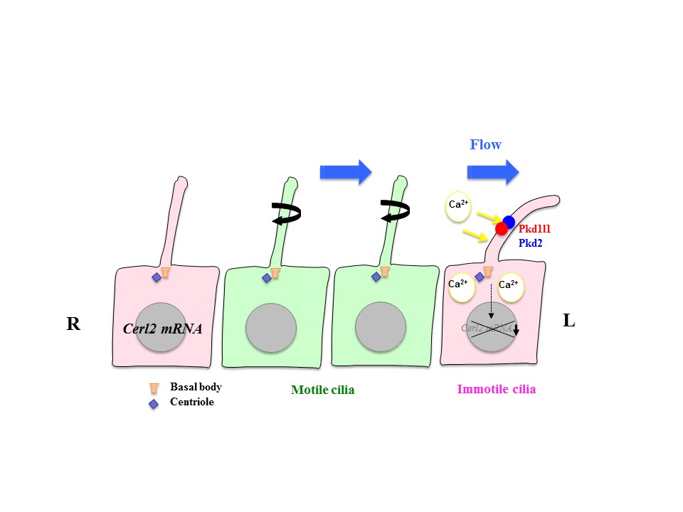 Role of motile and immotile cilia in left-right symmetry breaking