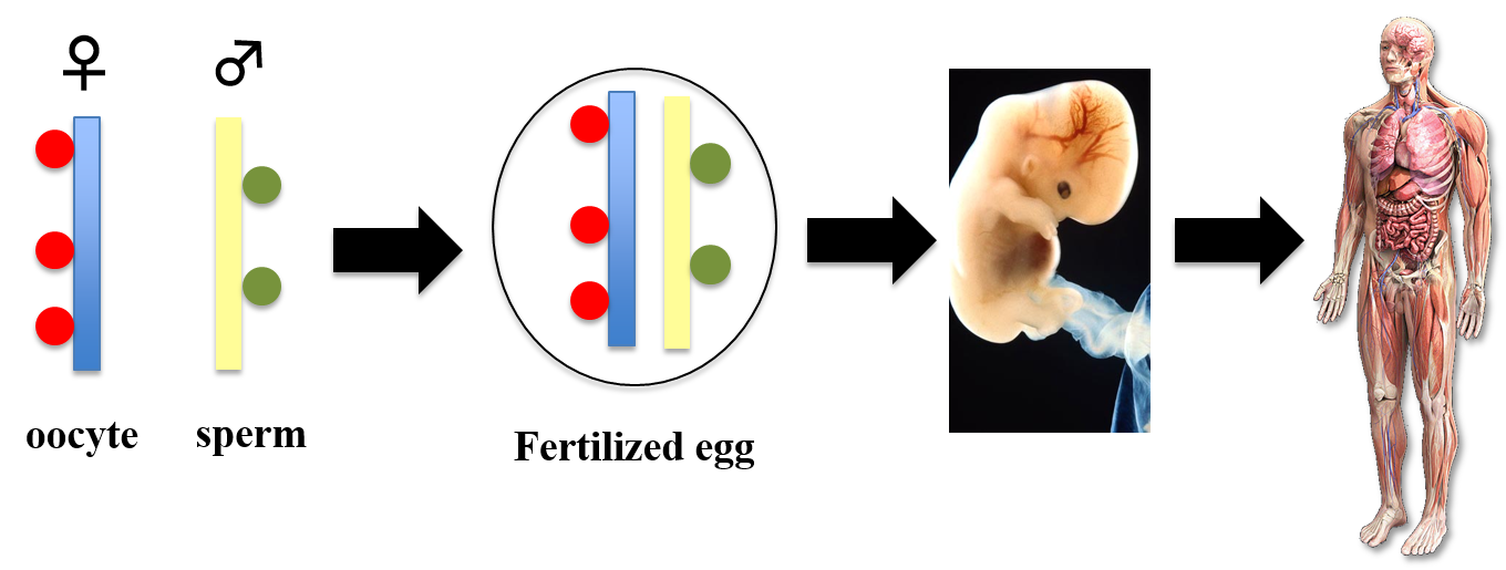 Maternal and paternal epigenome in development