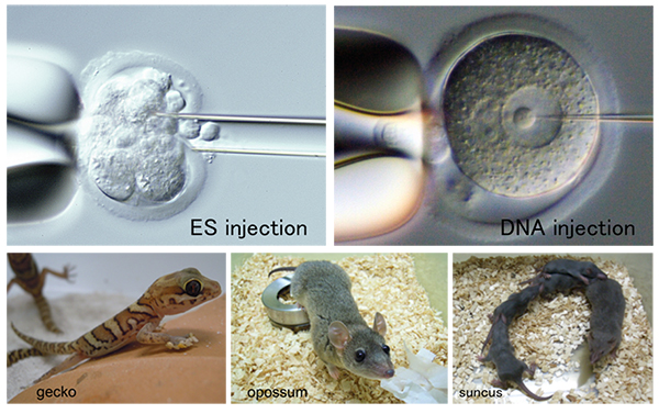 Photos of ES injection, DNA indection, gecko, opossum, and suncus