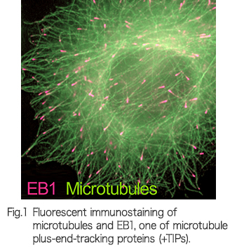 Fluorescent immunostaining of microtubules and EB1, one of microtubule plus-end-tracking proteins (+TIPs).