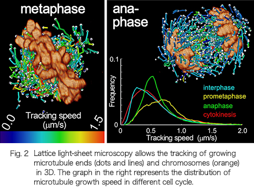 格子光シート顕微鏡で撮影した染色体とEB1-GFPの3Dムービーから、個々の染色体を切り出し（オレンジ）、微小管伸長の奇跡（ボールと線）を表示した。右のグラフは細胞周期ごとの微小管伸長速度の分布。