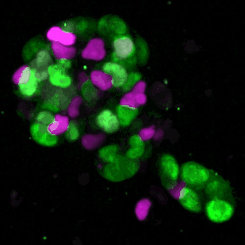 Small Intestinal Organoids