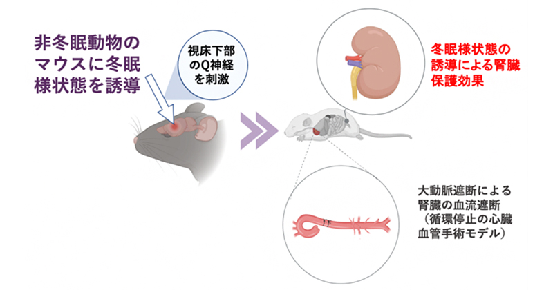 Research figure4