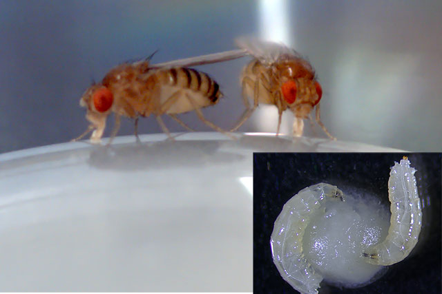 photos of two fruit flies and two larvae