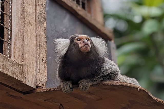 photo of a marmoset