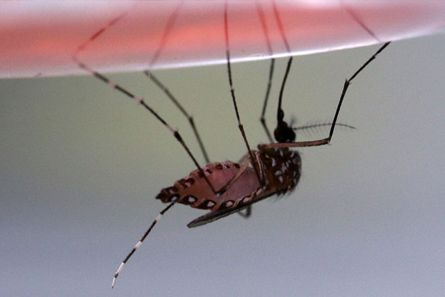 photo of a mosquitoe