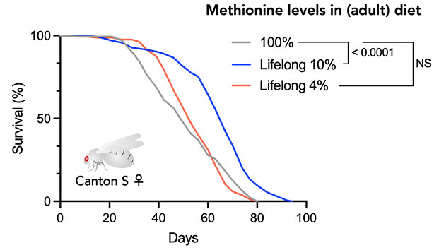Line graph showing change in survival over 100 days with and without restricted methionine intake