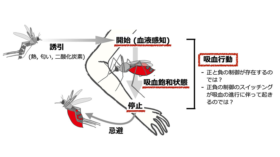 吸血行動には正と負の制御が存在するのでは