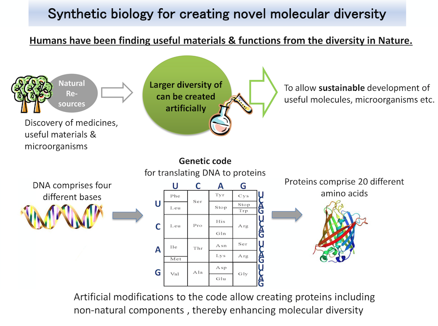Synthetic biology for creating novel molecular diversity