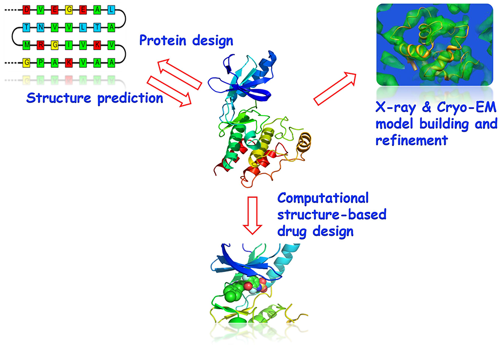 Protein design and structure prediction, X-ray & Cryo-EM model building and refinement, Computational structure-based drug design