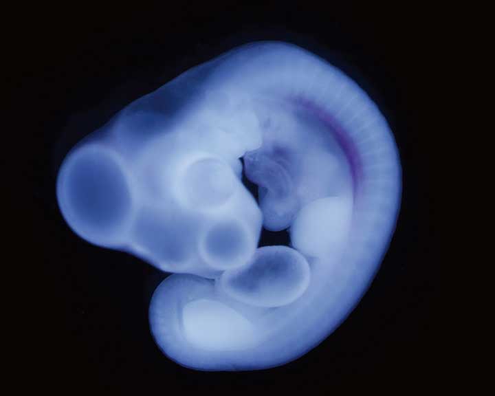 Chick embryo