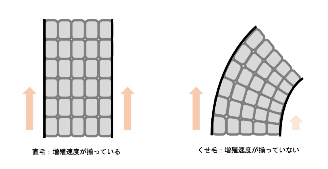 毛を構成する細胞群の増殖速度が揃っていれば、直毛になり、増殖速度が揃っていないと毛が湾曲しくせ毛になることを示す図