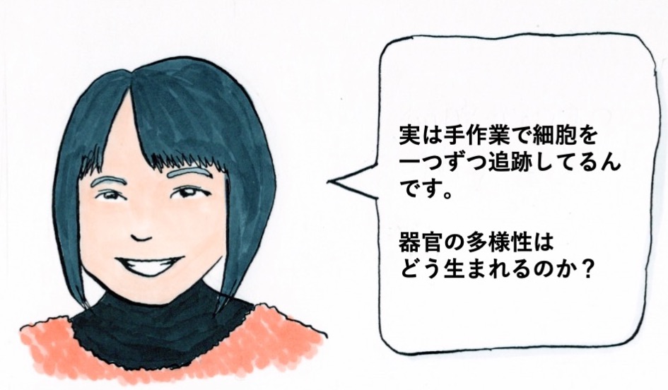 森田さんのイラストとコメント「実は手作業で細胞を一つずつ追跡しているんです。器官の多様性はどう生まれるのか？」